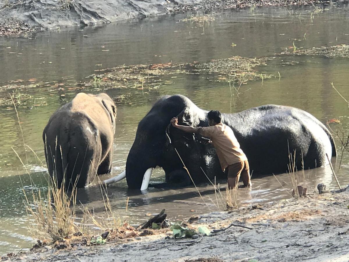 Emerald Tiger Retreat Tala  Ngoại thất bức ảnh